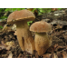 Мицелий Белого гриба сетчатого (Boletus reticulatus, Boletus aestivalis)